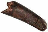 Fossil Pterosaur (Siroccopteryx) Tooth - Morocco #332554-1